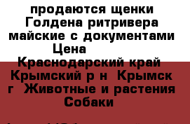 продаются щенки Голдена ритривера майские с документами › Цена ­ 15 000 - Краснодарский край, Крымский р-н, Крымск г. Животные и растения » Собаки   